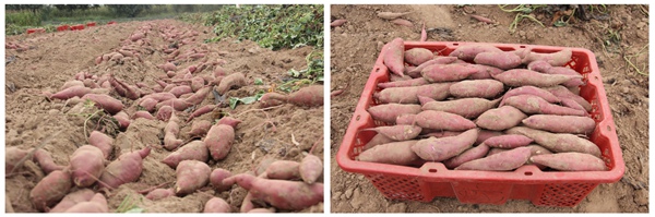 ׯ�к���Ϸ(�й�)�ɷ����޹�˾-����