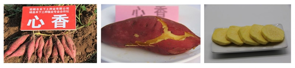 ׯ�к���Ϸ(�й�)�ɷ����޹�˾-����