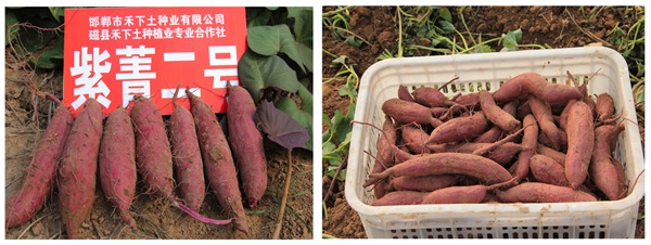 紫菁二号 庄闲和游戏(中国)股份有限公司-官网