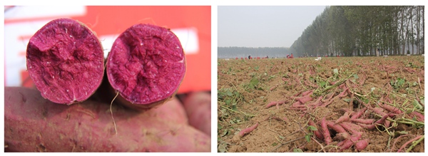 紫菁二号 庄闲和游戏(中国)股份有限公司-官网