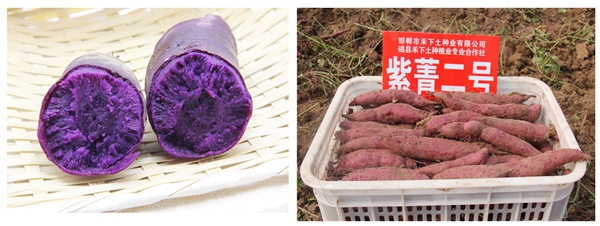 紫菁二号 庄闲和游戏(中国)股份有限公司-官网