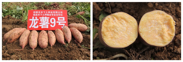 ׯ�к���Ϸ(�й�)�ɷ����޹�˾-����