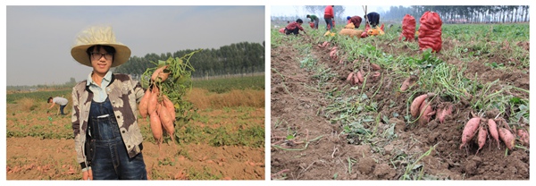 ׯ�к���Ϸ(�й�)�ɷ����޹�˾-����