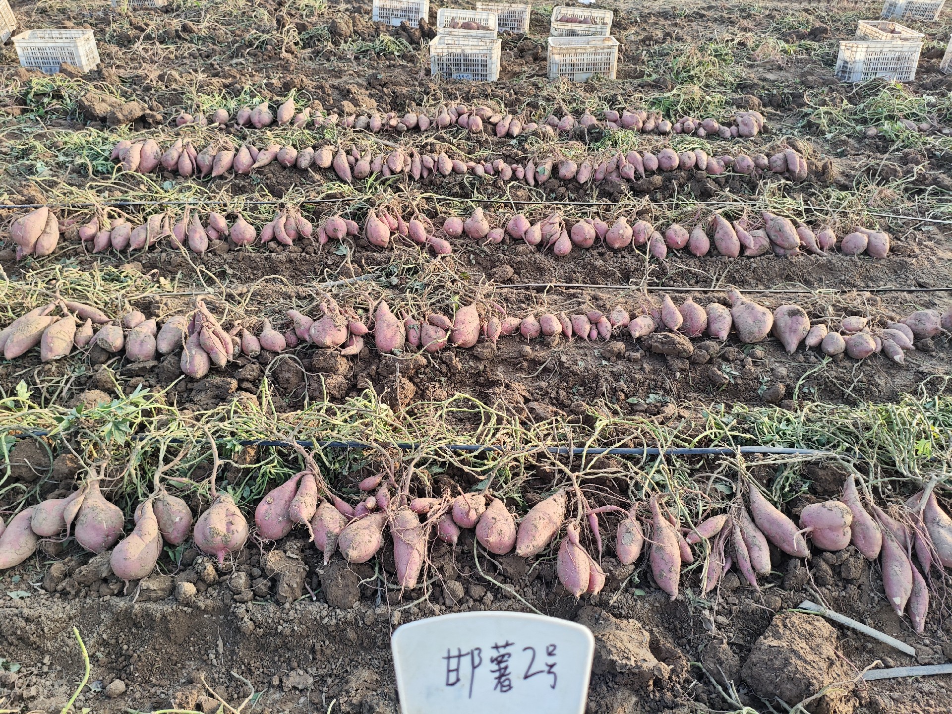 1773042955120094.jpg 邯薯2号阐发.jpg